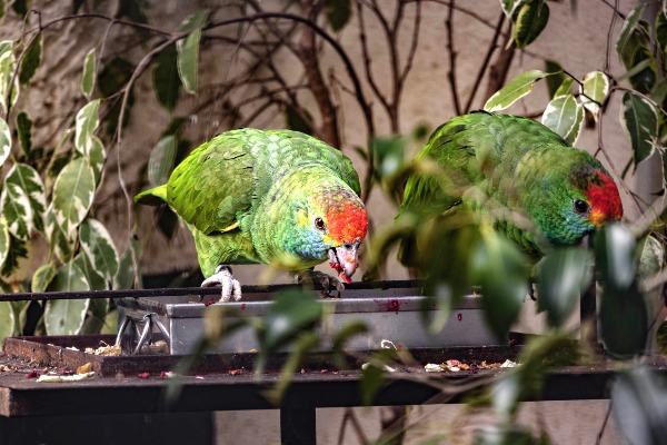 Lisbon Zoo