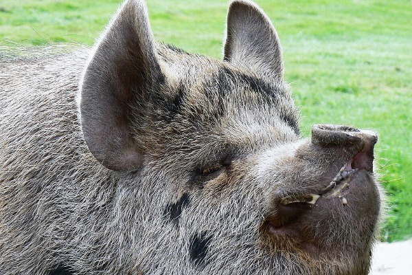 Edinburgh Zoo