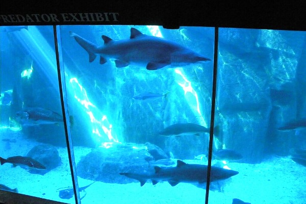 Two Oceans Aquarium