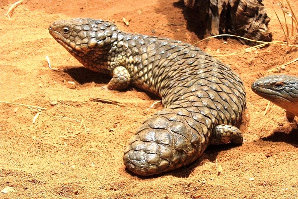 WILD LIFE Sydney Zoo