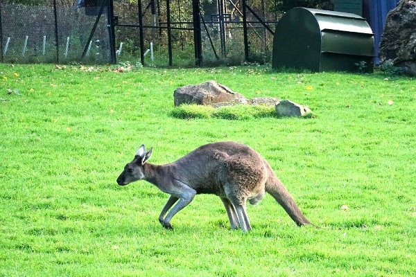 Edinburgh Zoo