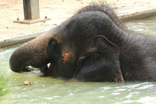 Melbourne Zoo