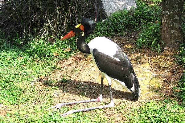 Singapore Zoo