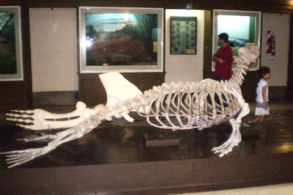 Museo Argentino de Ciencias Naturales Bernardino Rivadavia