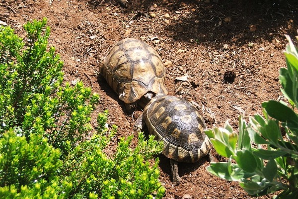 Kirstenbosch National Botanical Garden