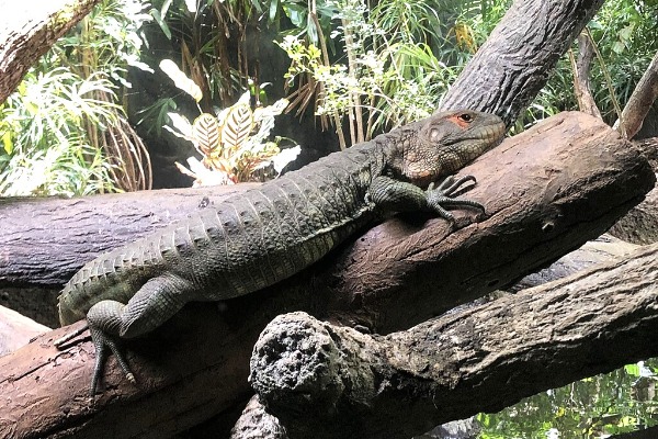 Singapore Zoo