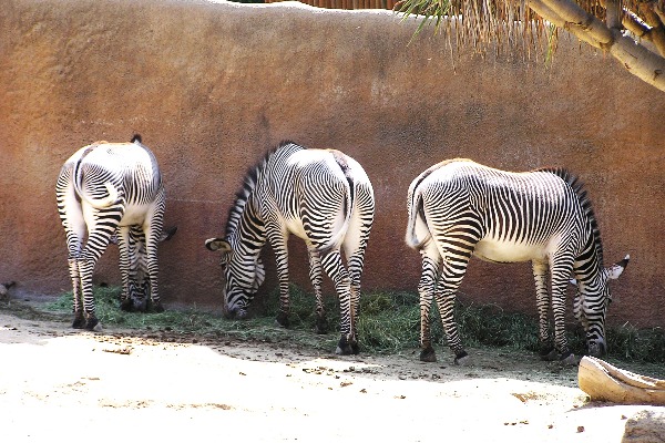 Los Angeles Zoo & Botanical Gardens