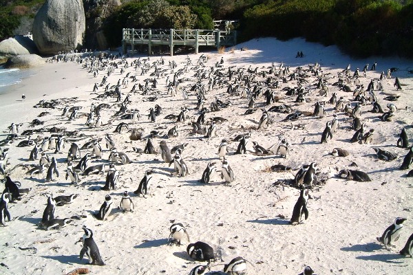 Boulders Beach Penguin Colony