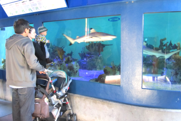 Birch Aquarium at Scripps