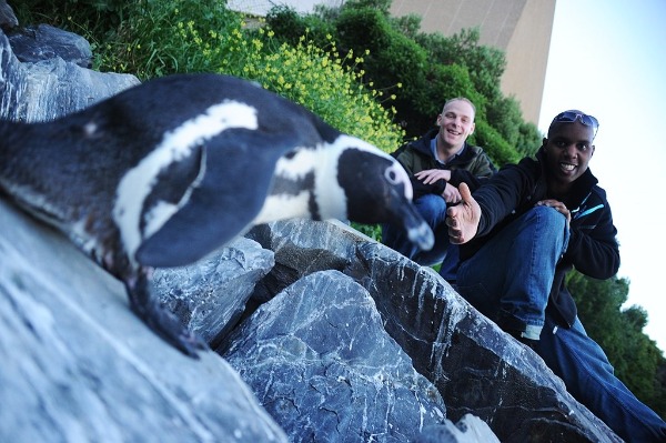 Boulders Beach Penguin Colony