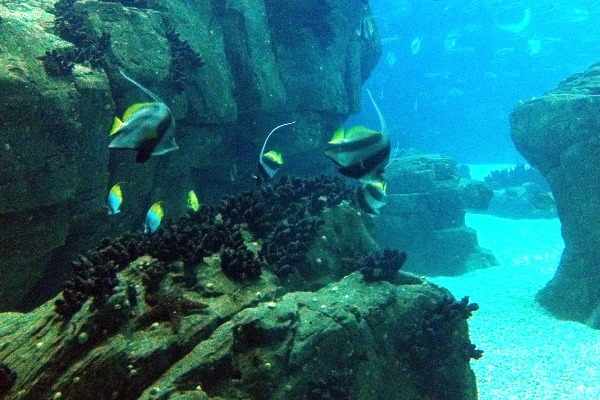 The Lisbon Oceanarium