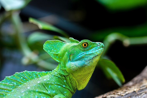 Nashville Zoo