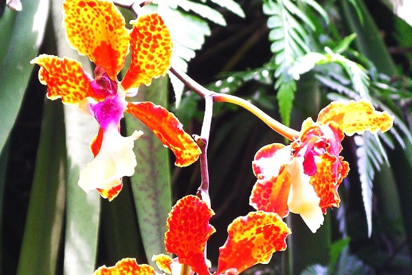 National Orchid Garden