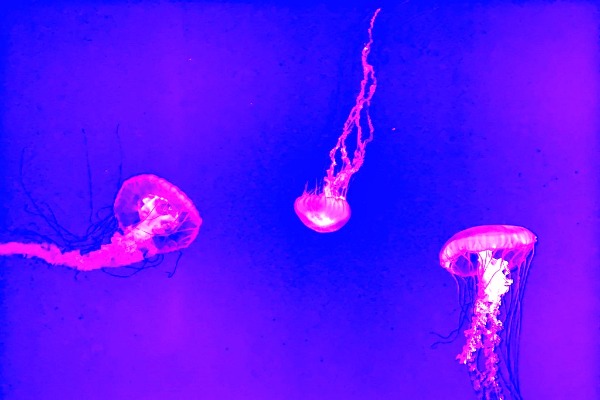 Ripley's Aquarium of Canada