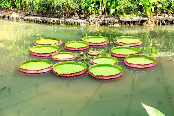 Singapore Botanic Gardens