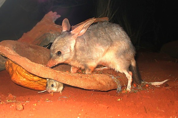 WILD LIFE Sydney Zoo