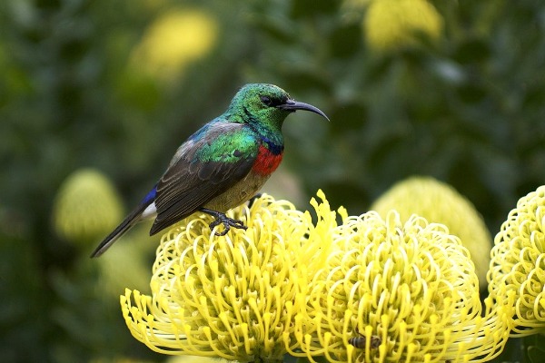 Kirstenbosch National Botanical Garden