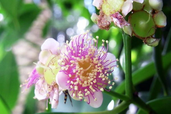 Royal Botanic Garden Sydney