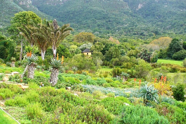 Kirstenbosch National Botanical Garden