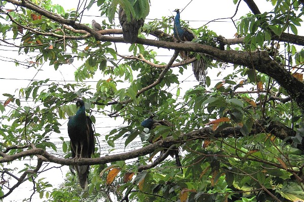 Kuala Lumpur Bird Park