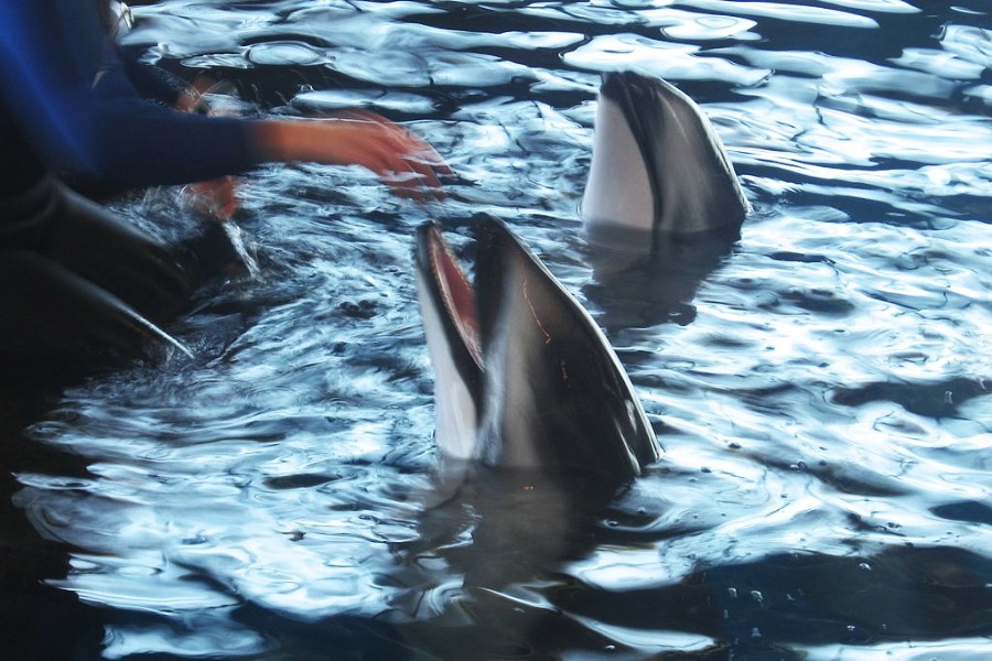 Shedd Aquarium