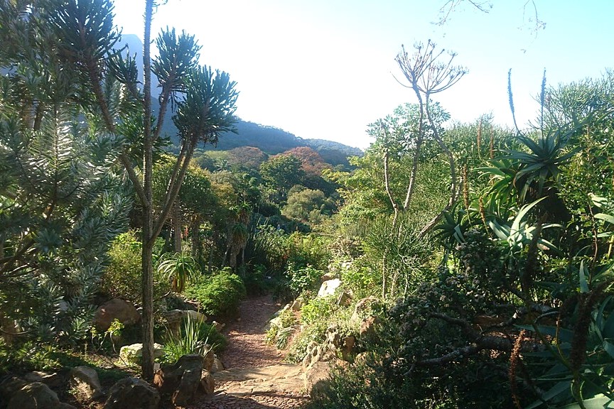 Kirstenbosch National Botanical Garden