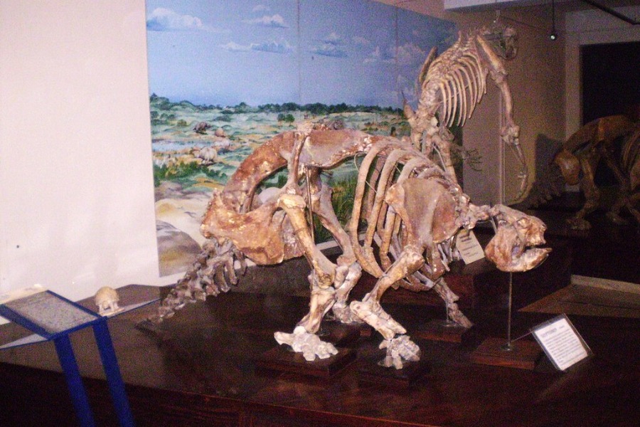 Museo Argentino de Ciencias Naturales Bernardino Rivadavia