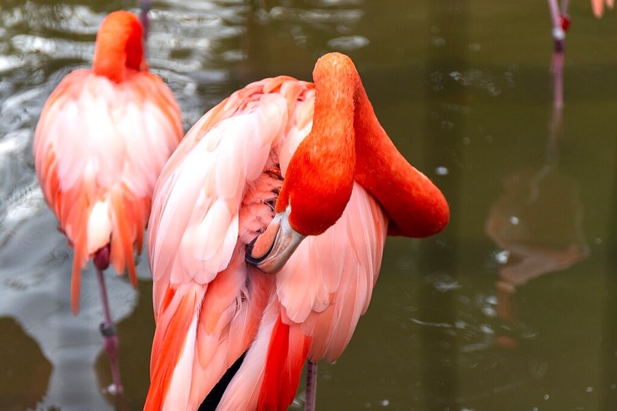 Ueno Zoo