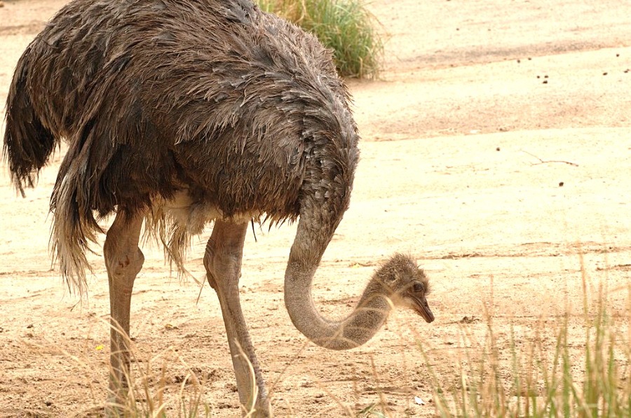 Melbourne Zoo