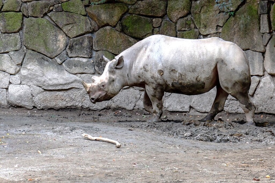 Ueno Zoo