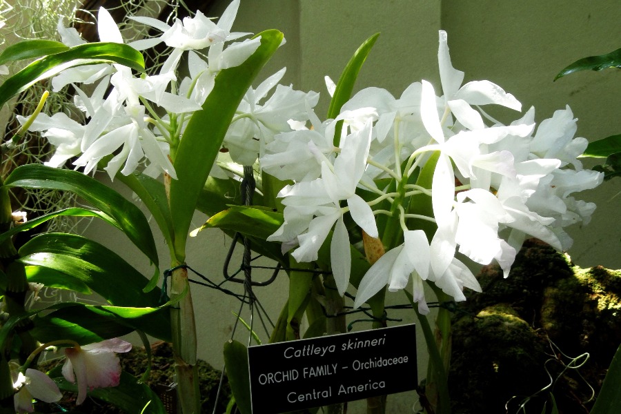 United States Botanic Garden