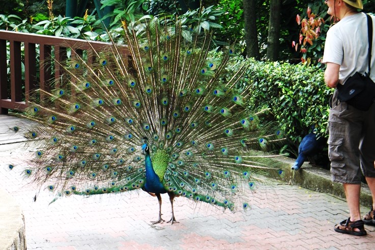 Kuala Lumpur Bird Park