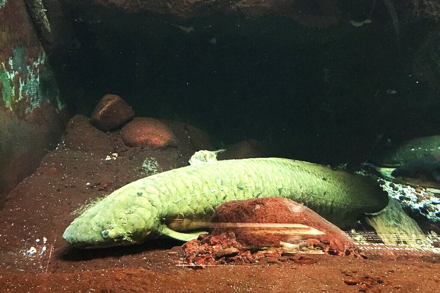 Shedd Aquarium