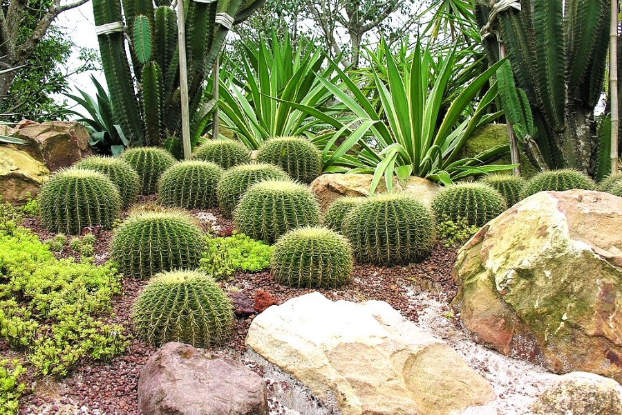 Singapore Botanic Gardens