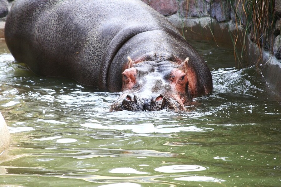 San Francisco Zoo