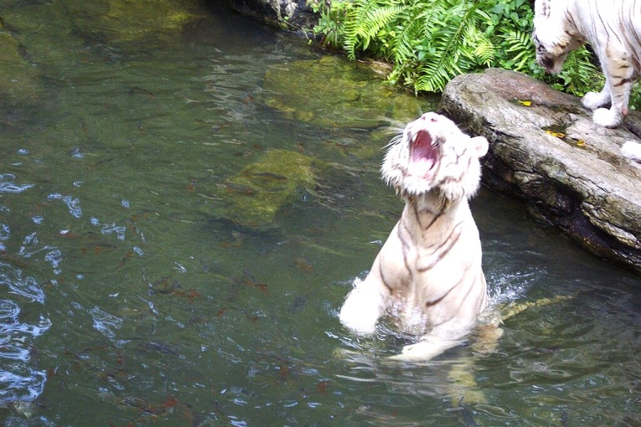 Singapore Zoo