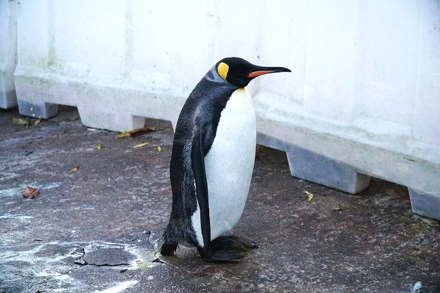 Edinburgh Zoo