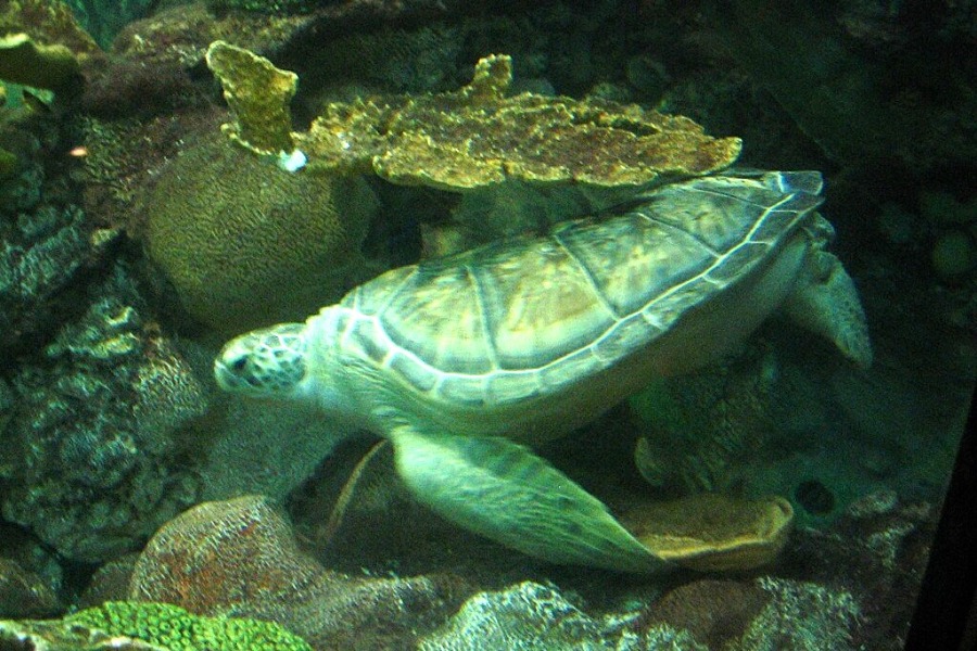 Shedd Aquarium