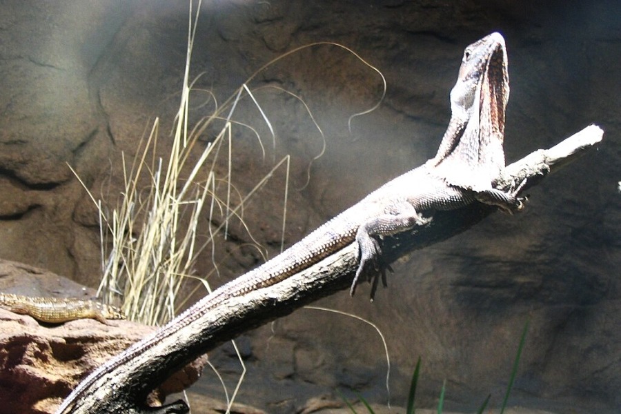 WILD LIFE Sydney Zoo