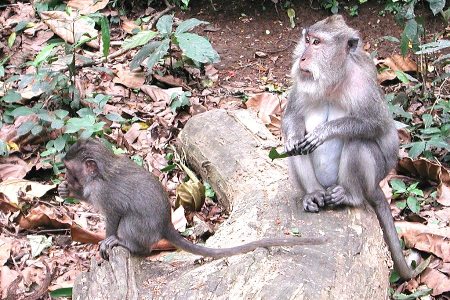 Sacred Monkey Forest Sanctuary