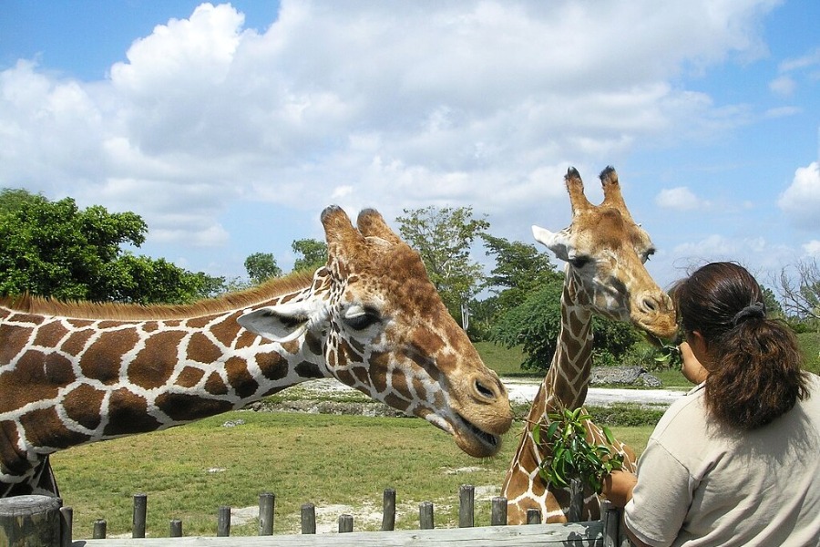 Zoo Miami