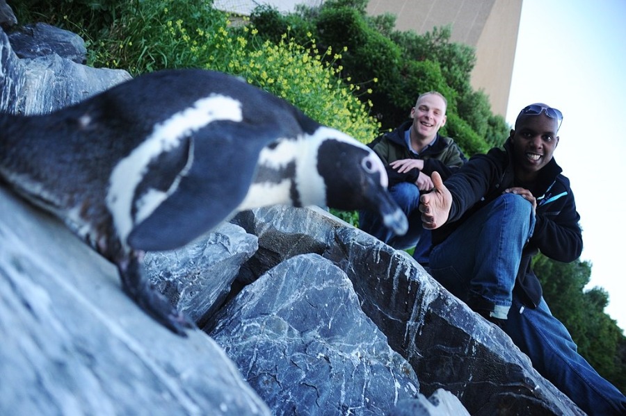 Boulders Beach Penguin Colony