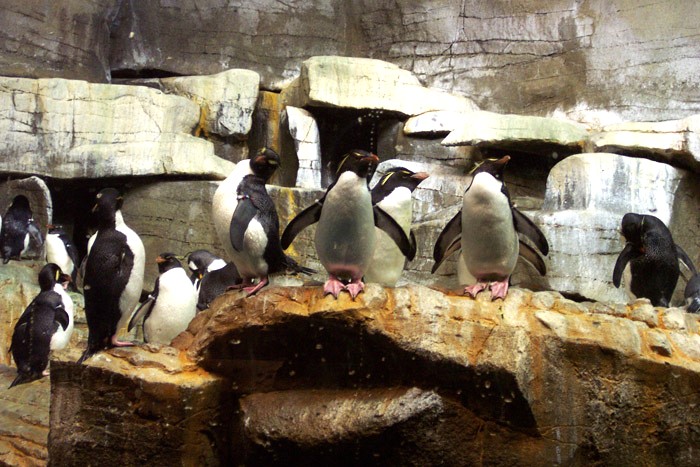 Shedd Aquarium