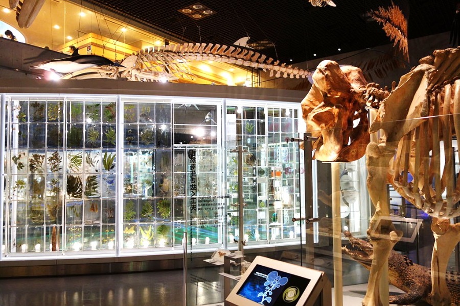 National Museum of Nature and Science