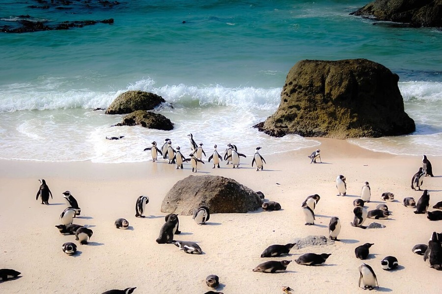 Boulders Beach Penguin Colony