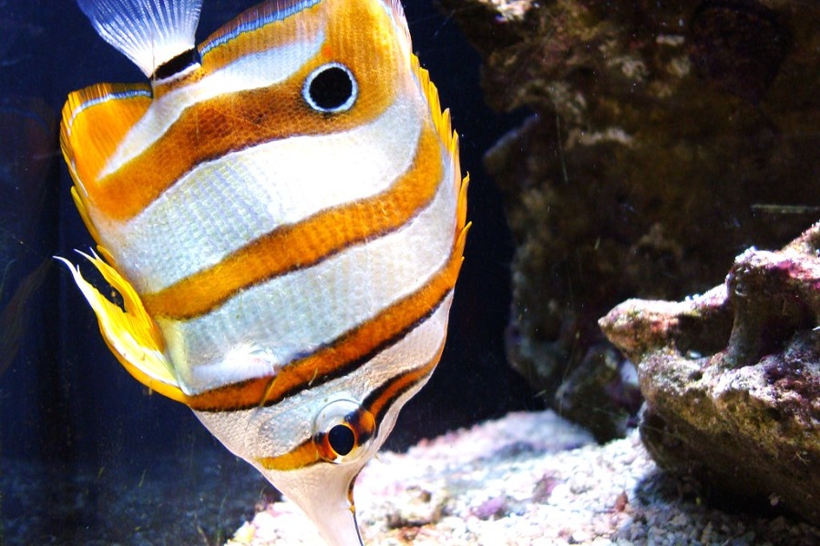 Seattle Aquarium