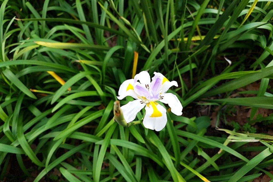 Kirstenbosch National Botanical Garden