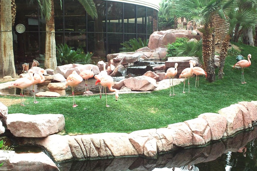 Flamingo Wildlife Habitat