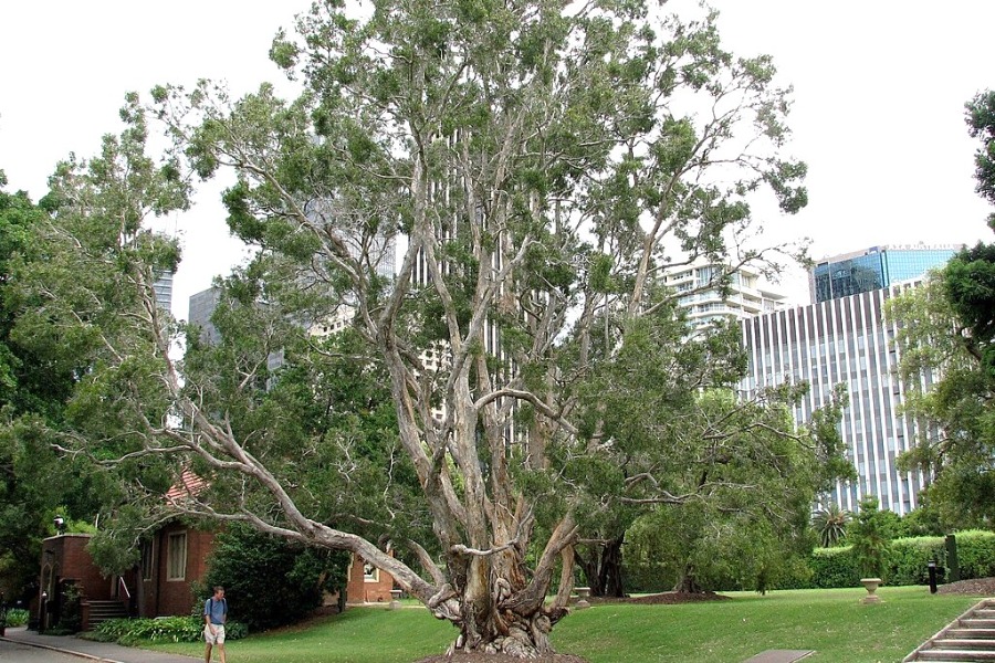 Royal Botanic Garden Sydney