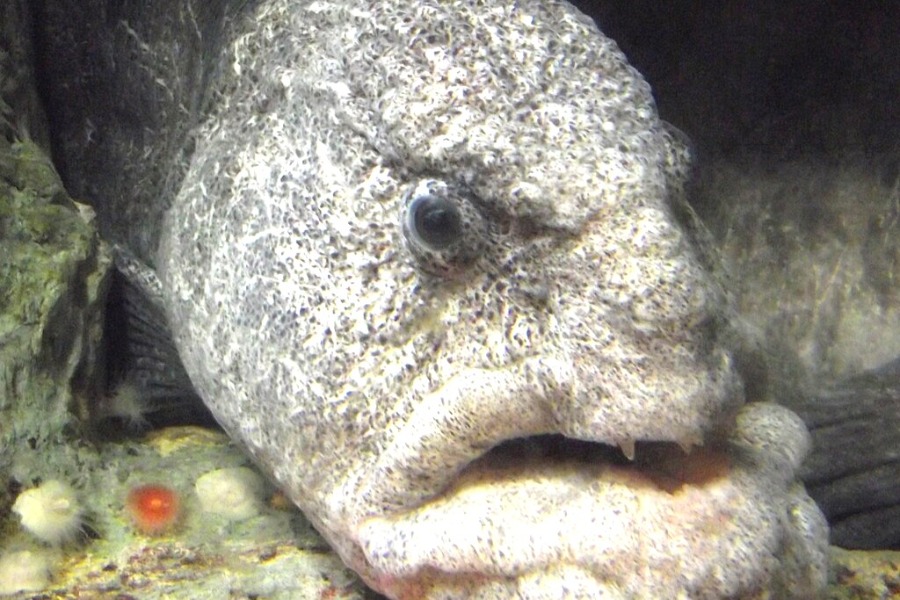 Birch Aquarium at Scripps